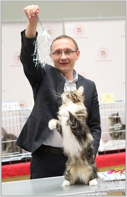 Bonita Victory, 28-29 мая 2016, Бомонд кошек - 2016