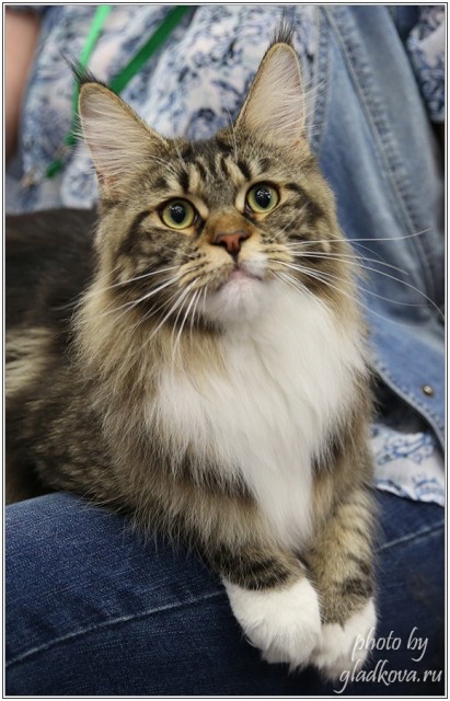 Bonita Victory, 28-29 мая 2016, Бомонд кошек - 2016