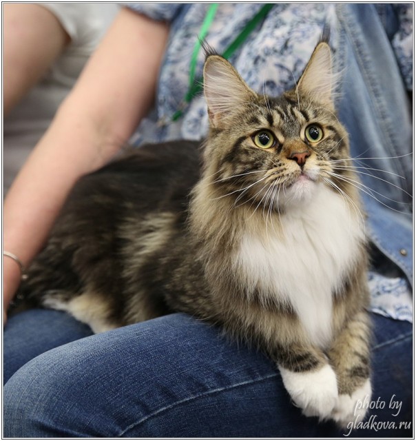 Bonita Victory, 28-29 мая 2016, Бомонд кошек - 2016