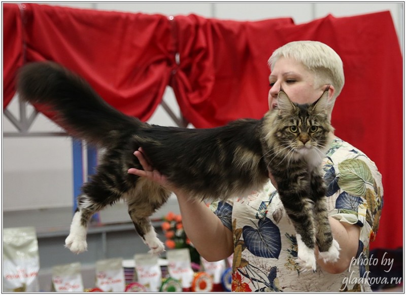 Bonita Victory, 28-29 мая 2016, Бомонд кошек - 2016