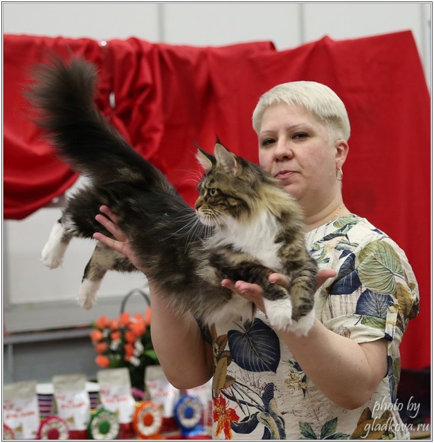 Bonita Victory, 28-29 мая 2016, Бомонд кошек - 2016