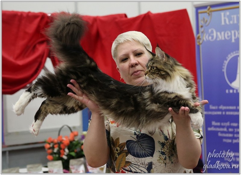 Bonita Victory, 28-29 мая 2016, Бомонд кошек - 2016