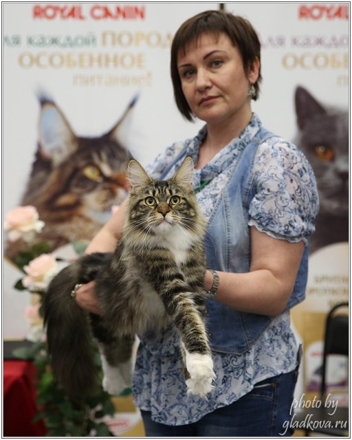 Bonita Victory, 28-29 мая 2016, Бомонд кошек - 2016