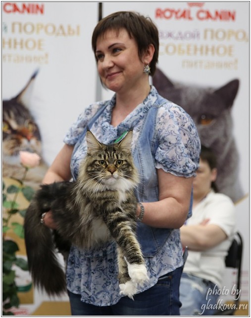 Bonita Victory, 28-29 мая 2016, Бомонд кошек - 2016