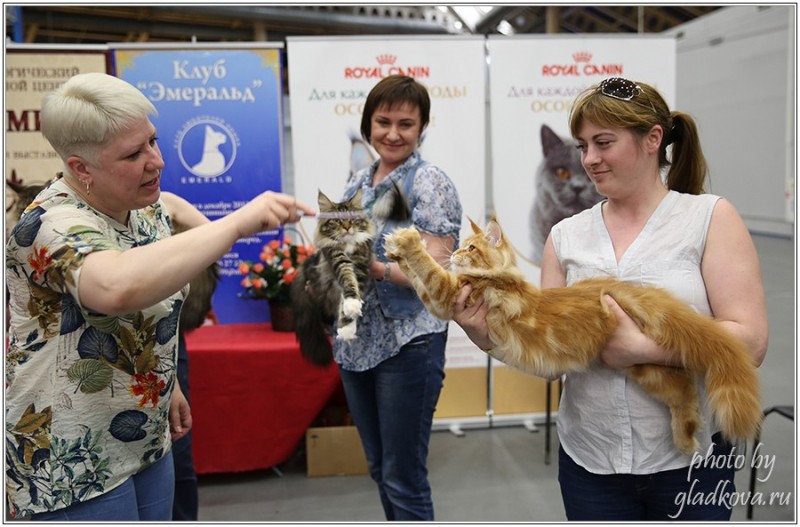 Bonita Victory, 28-29 мая 2016, Бомонд кошек - 2016