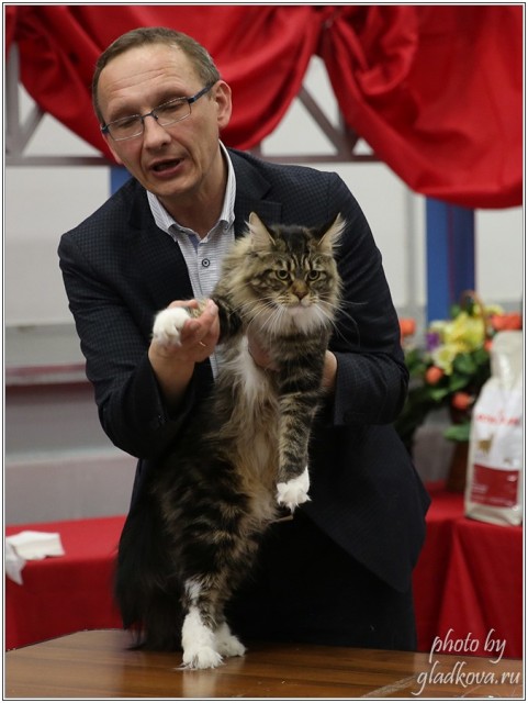 Bonita Victory, 28-29 мая 2016, Бомонд кошек - 2016