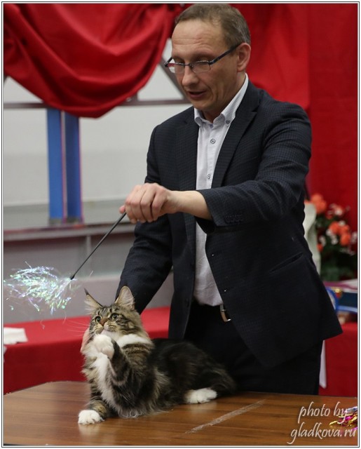 Bonita Victory, 28-29 мая 2016, Бомонд кошек - 2016