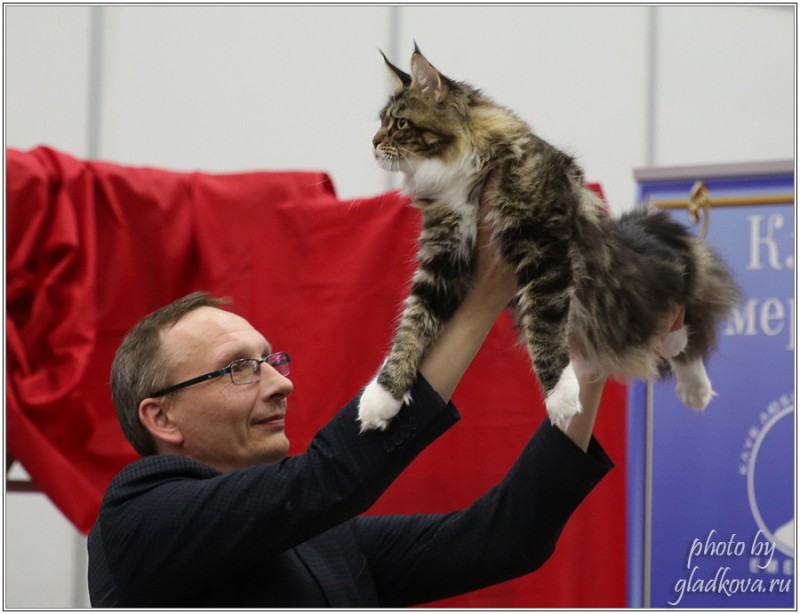 Bonita Victory, 28-29 мая 2016, Бомонд кошек - 2016