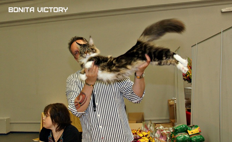 Bonita Victory, 28-29 мая 2016, Бомонд кошек - 2016