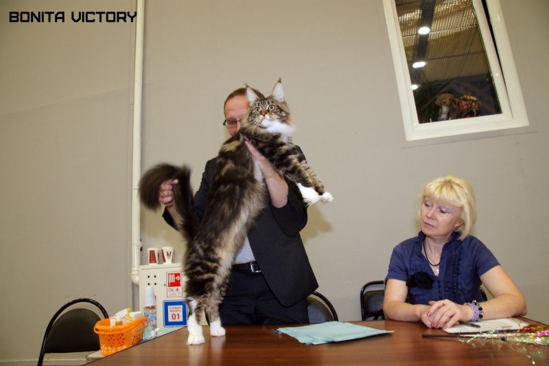 Bonita Victory, 28-29 мая 2016, Бомонд кошек - 2016