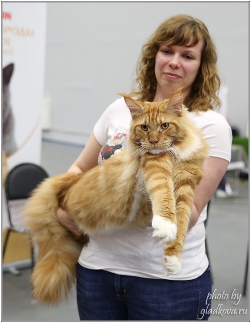 Barney Victory, 28-29 мая 2016, Бомонд кошек - 2016