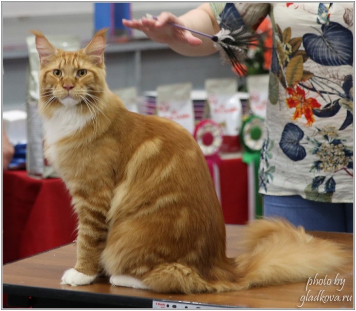 Barney Victory, 28-29 мая 2016, Бомонд кошек - 2016