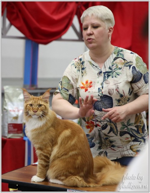 Barney Victory, 28-29 мая 2016, Бомонд кошек - 2016