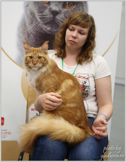 Barney Victory, 28-29 мая 2016, Бомонд кошек - 2016