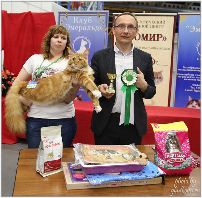 Barney Victory, 28-29 мая 2016, Бомонд кошек - 2016