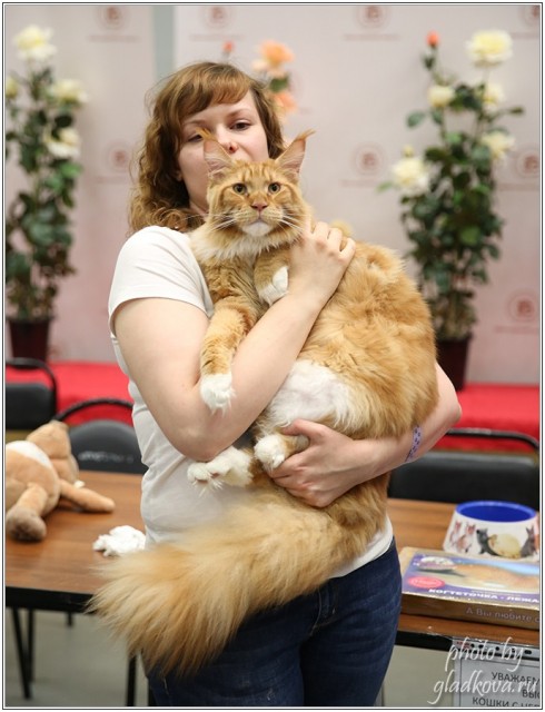 Barney Victory, 28-29 мая 2016, Бомонд кошек - 2016