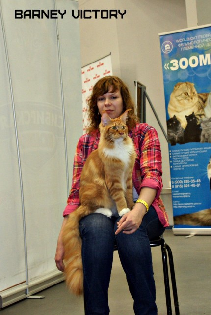 Barney Victory, 28-29 мая 2016, Бомонд кошек - 2016