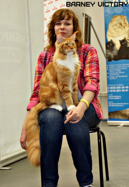 Barney Victory, 28-29 мая 2016, Бомонд кошек - 2016
