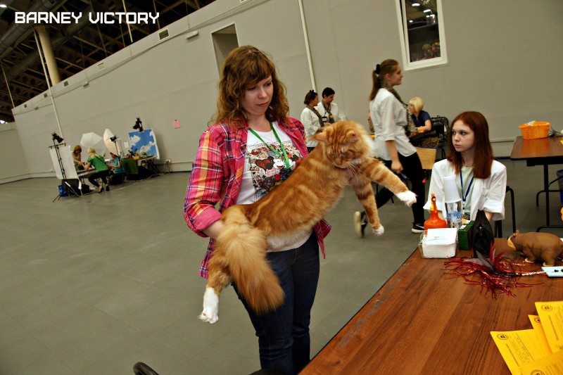 Barney Victory, 28-29 мая 2016, Бомонд кошек - 2016