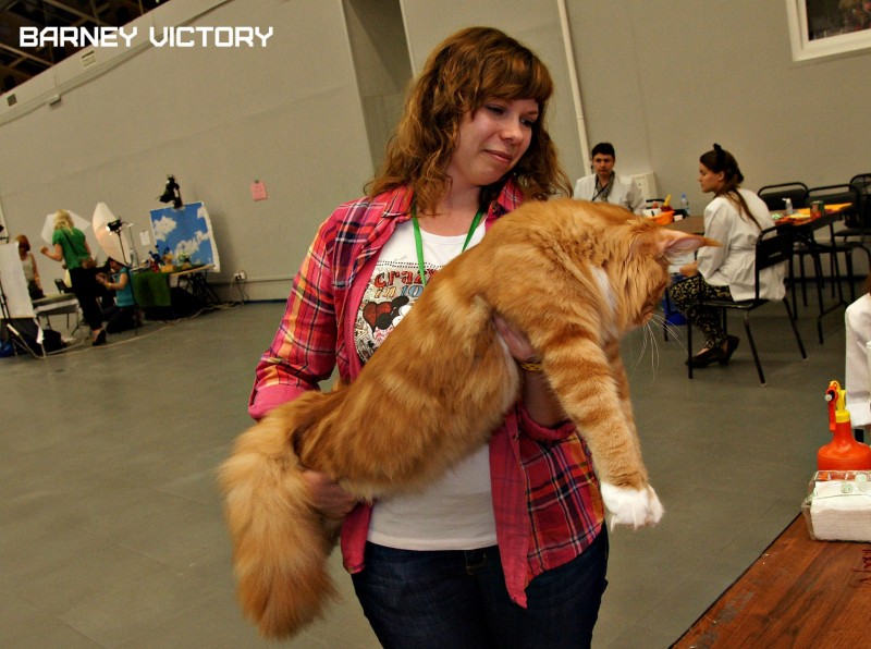 Barney Victory, 28-29 мая 2016, Бомонд кошек - 2016