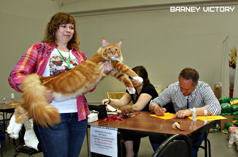 Barney Victory, 28-29 мая 2016, Бомонд кошек - 2016