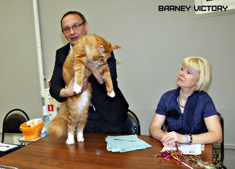 Barney Victory, 28-29 мая 2016, Бомонд кошек - 2016