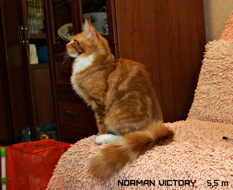 NORMAN VICTORY, 5,5 месяцев