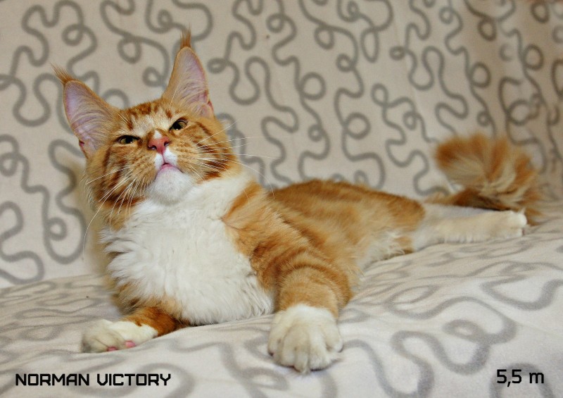 NORMAN VICTORY, 5,5 месяцев