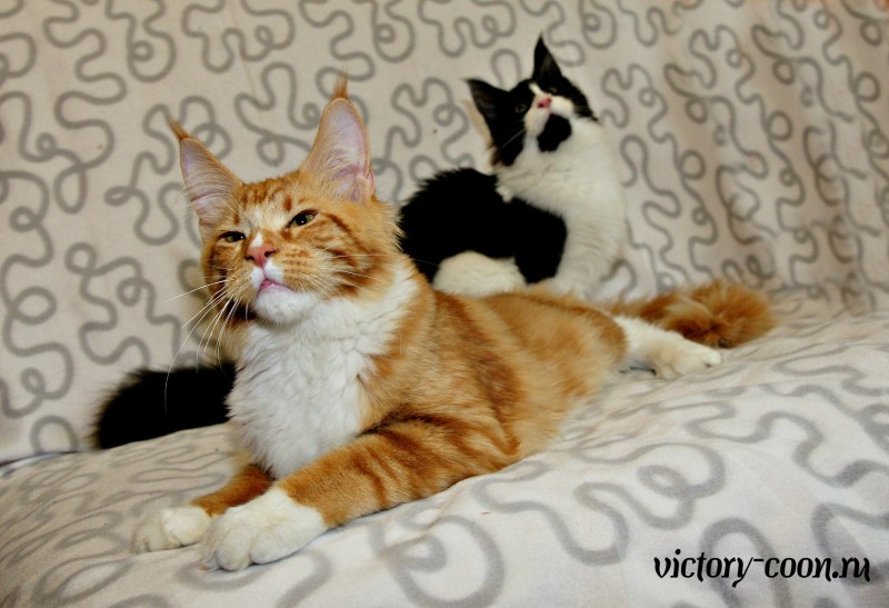 NORMAN VICTORY, 5,5 месяцев