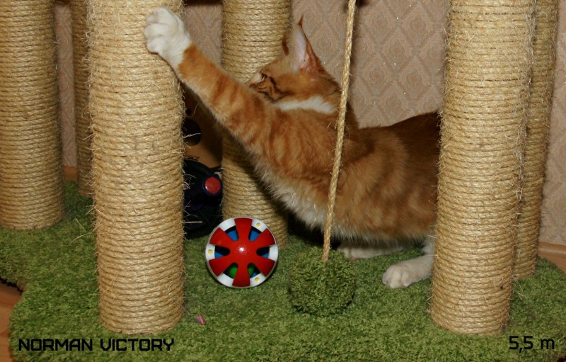 NORMAN VICTORY, 5,5 месяцев