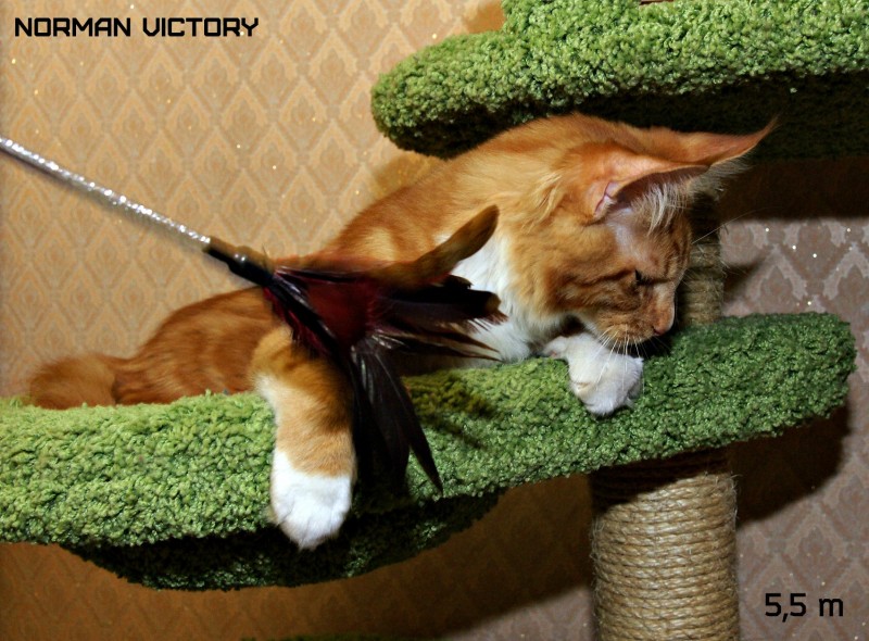 NORMAN VICTORY, 5,5 месяцев
