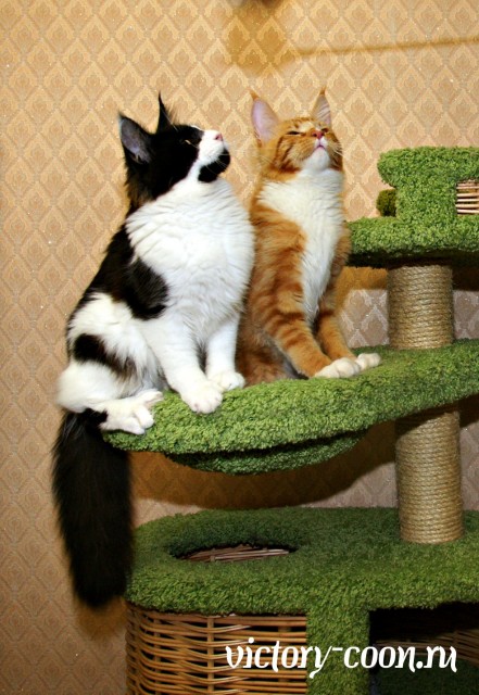 NORMAN VICTORY, 5,5 месяцев