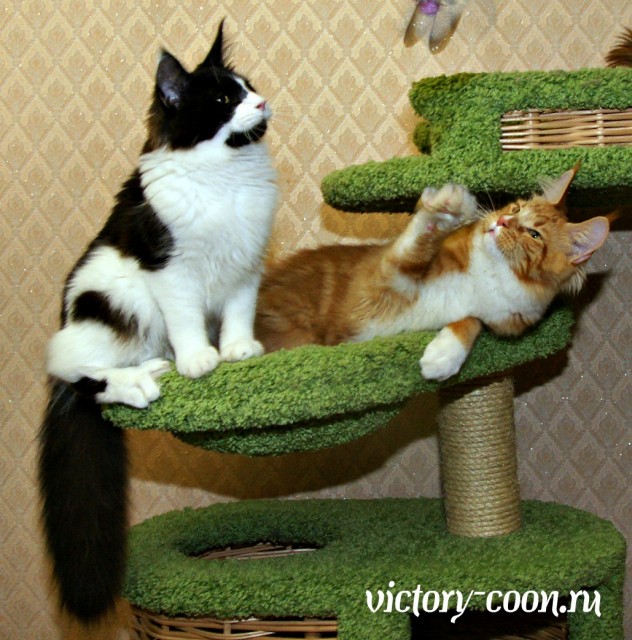 NORMAN VICTORY, 5,5 месяцев