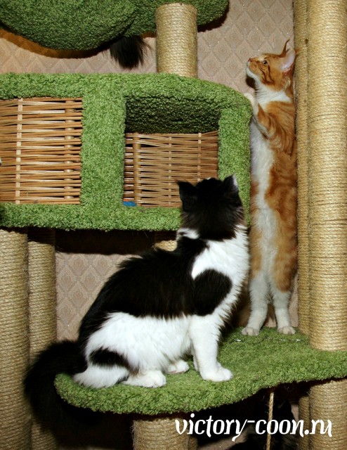 NORMAN VICTORY, 5,5 месяцев