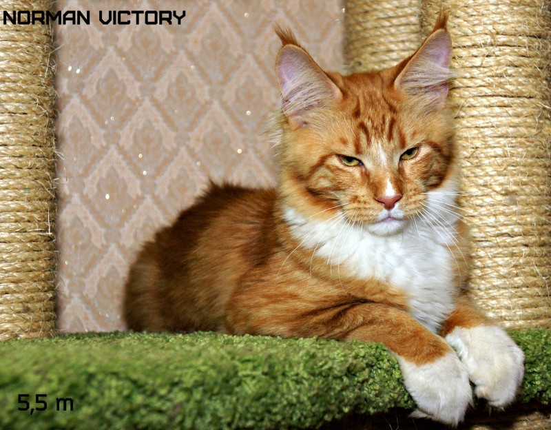 NORMAN VICTORY, 5,5 месяцев