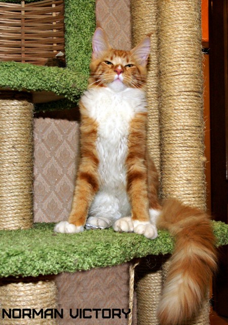 NORMAN VICTORY, 5,5 месяцев