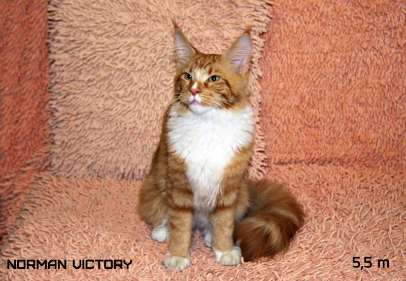 NORMAN VICTORY, 5,5 месяцев