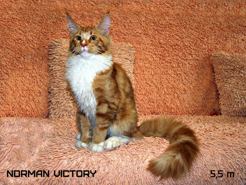 NORMAN VICTORY, 5,5 месяцев