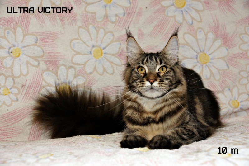 Ultra Victory, 10 месяцев
