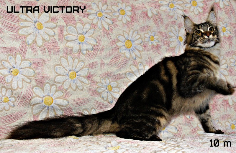 Ultra Victory, 10 месяцев