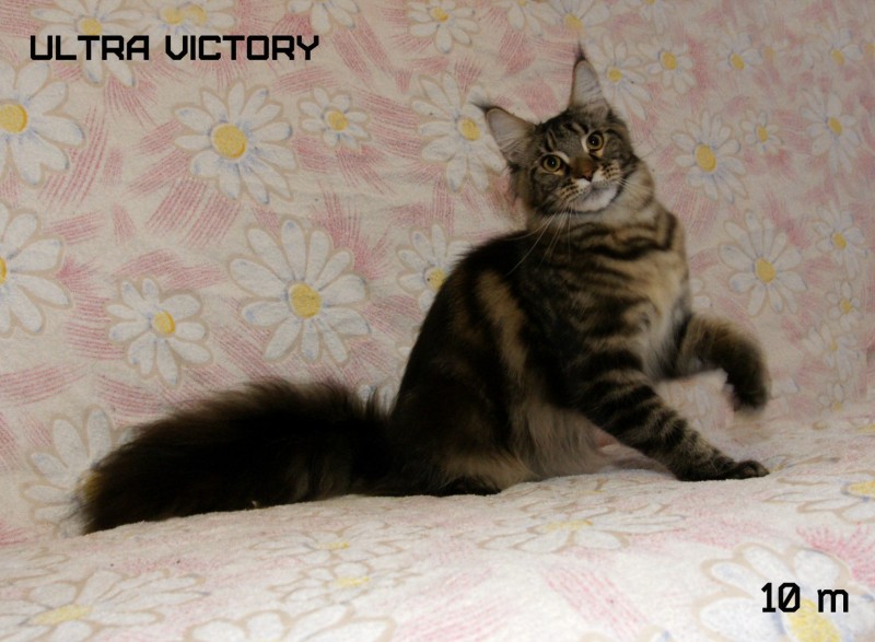 Ultra Victory, 10 месяцев