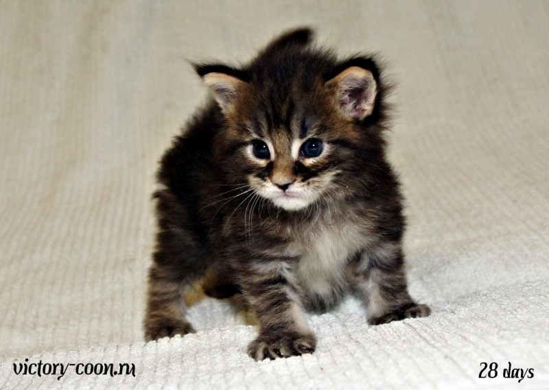 Ultra Victory, 28 дней