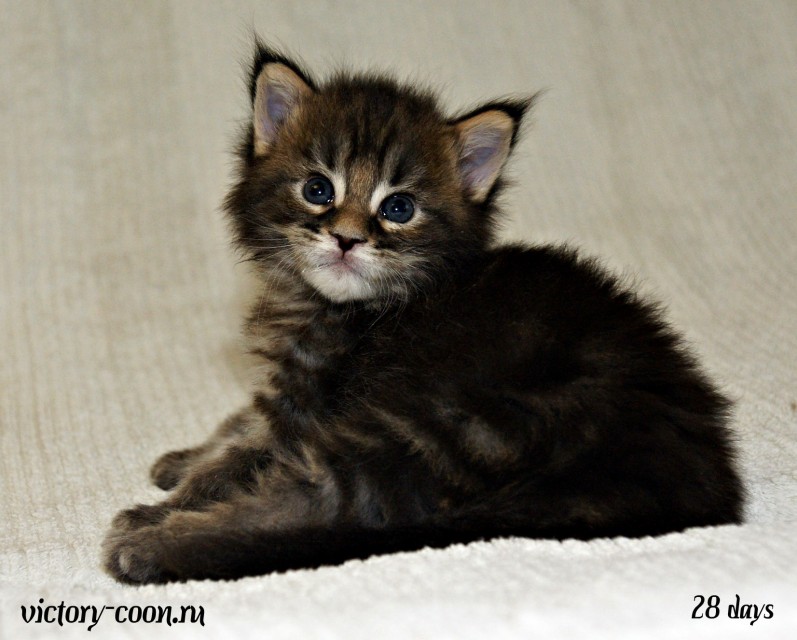 Ultra Victory, 28 дней