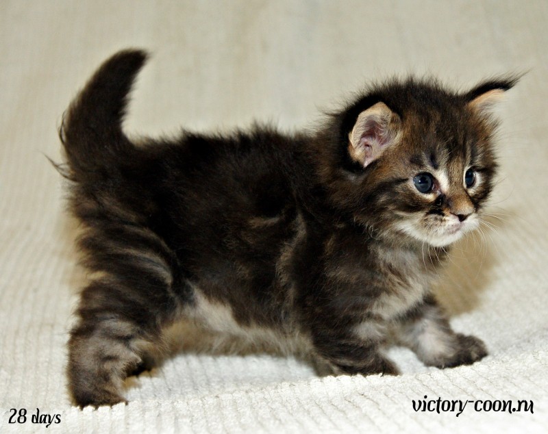 Ultra Victory, 28 дней