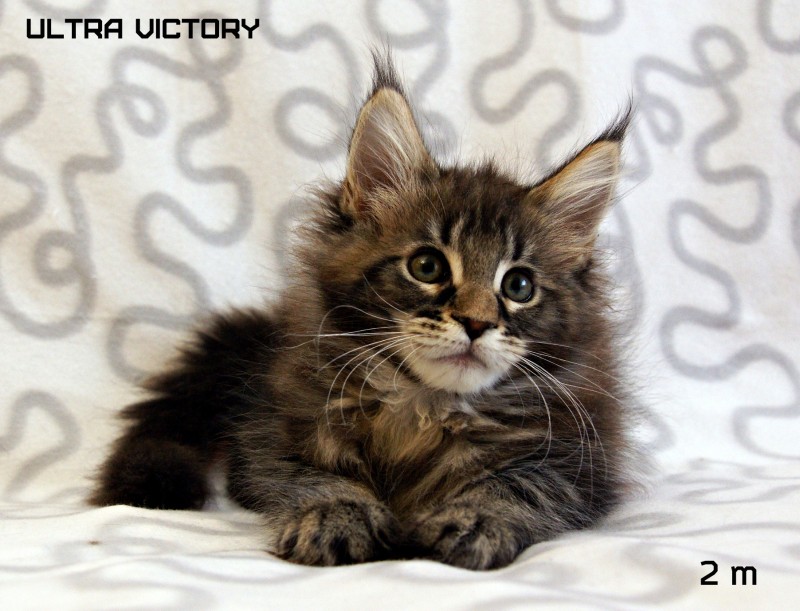 Ultra Victory, 2 месяца