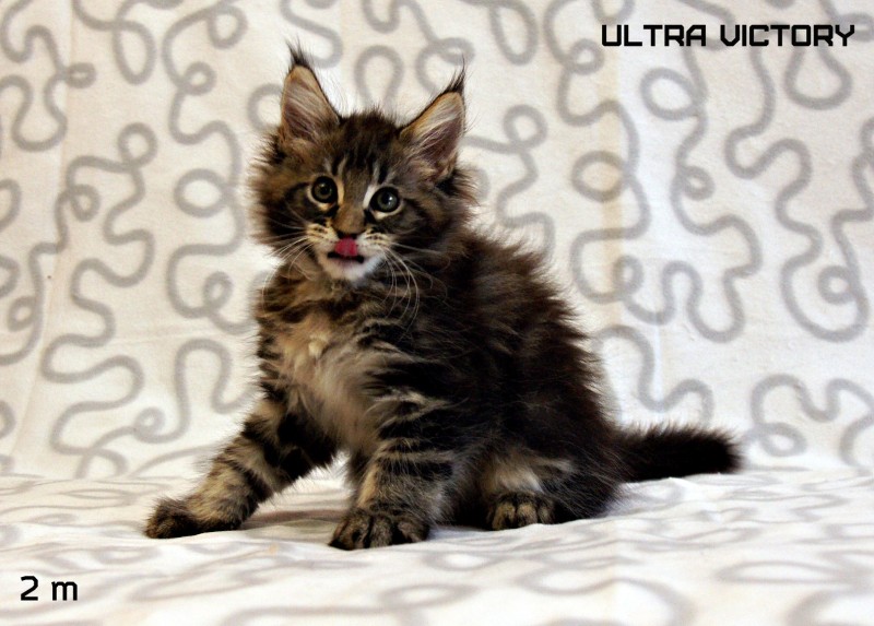 Ultra Victory, 2 месяца