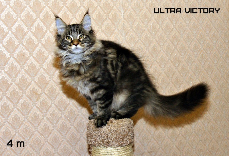 Ultra Victory, 4 месяца