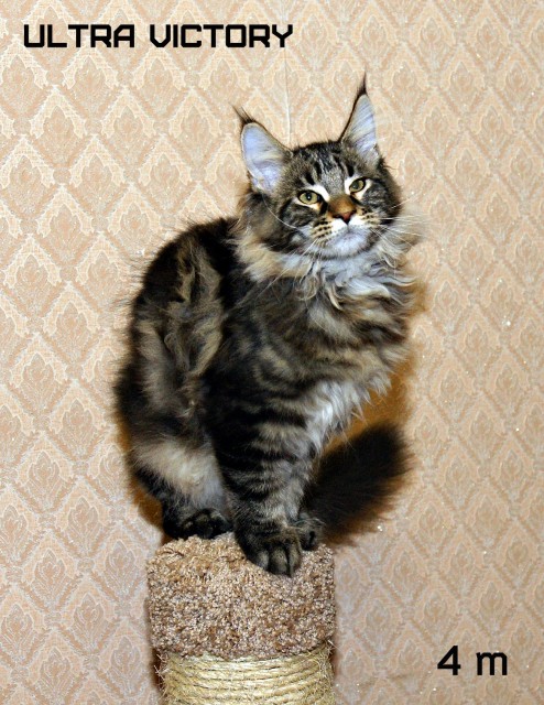 Ultra Victory, 4 месяца