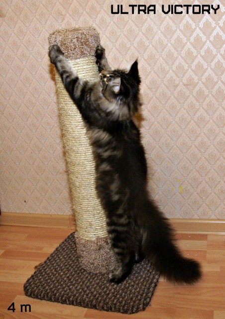 Ultra Victory, 4 месяца