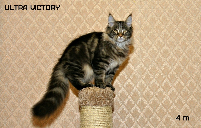 Ultra Victory, 4 месяца